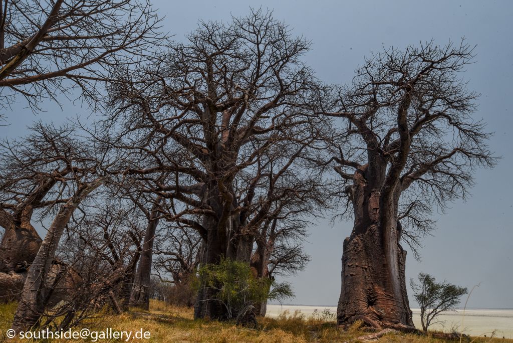 von Kasane nach Maun