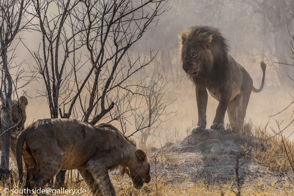 Chobe National Park