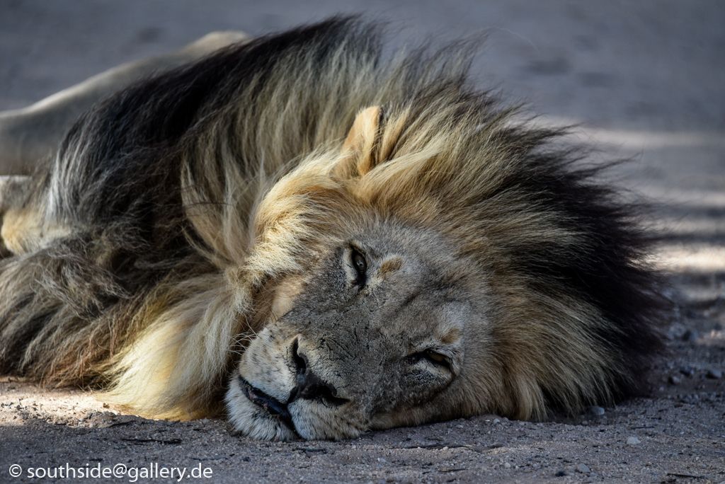 Northern Cape und Kgalagadi-Transfrontier National Park