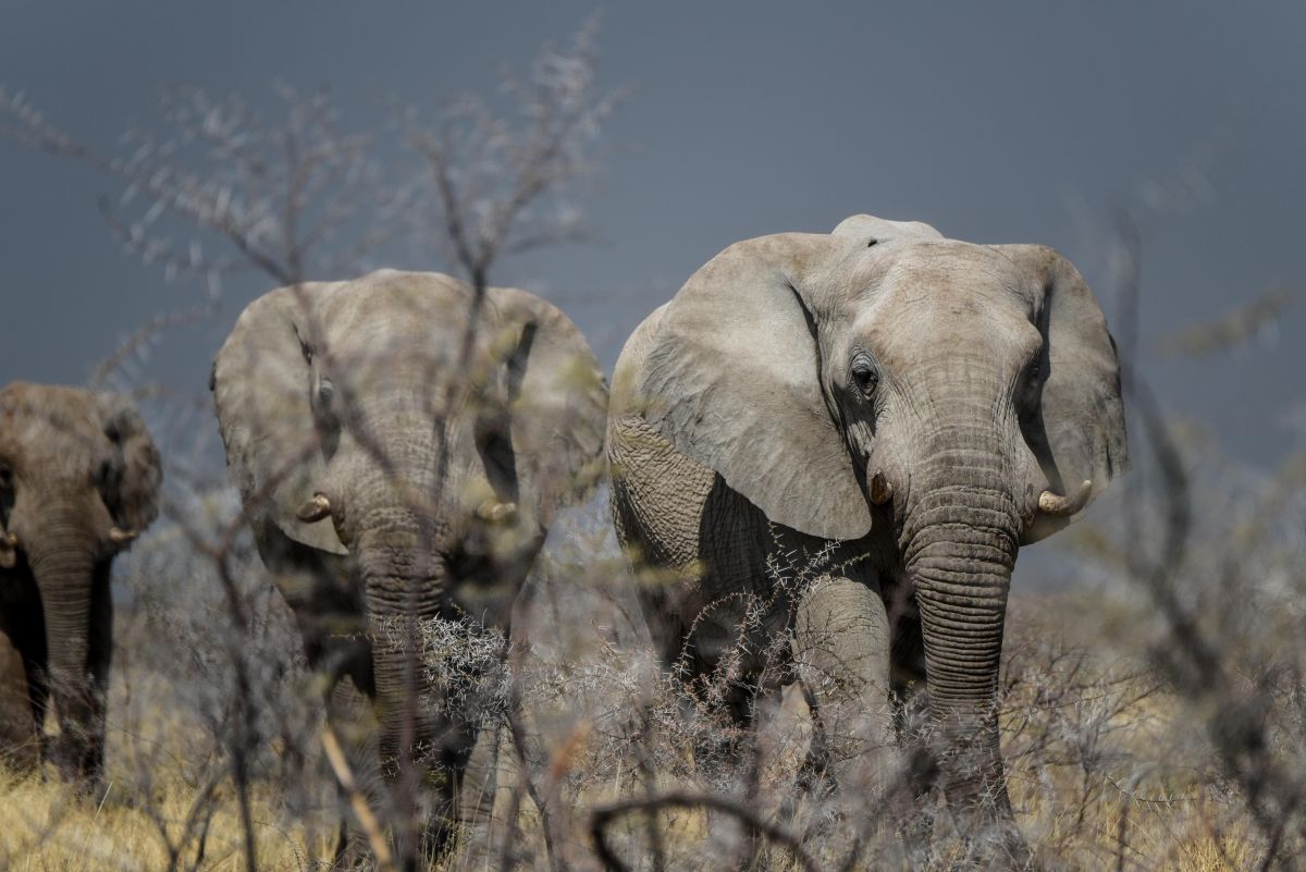 Etoscha National Park