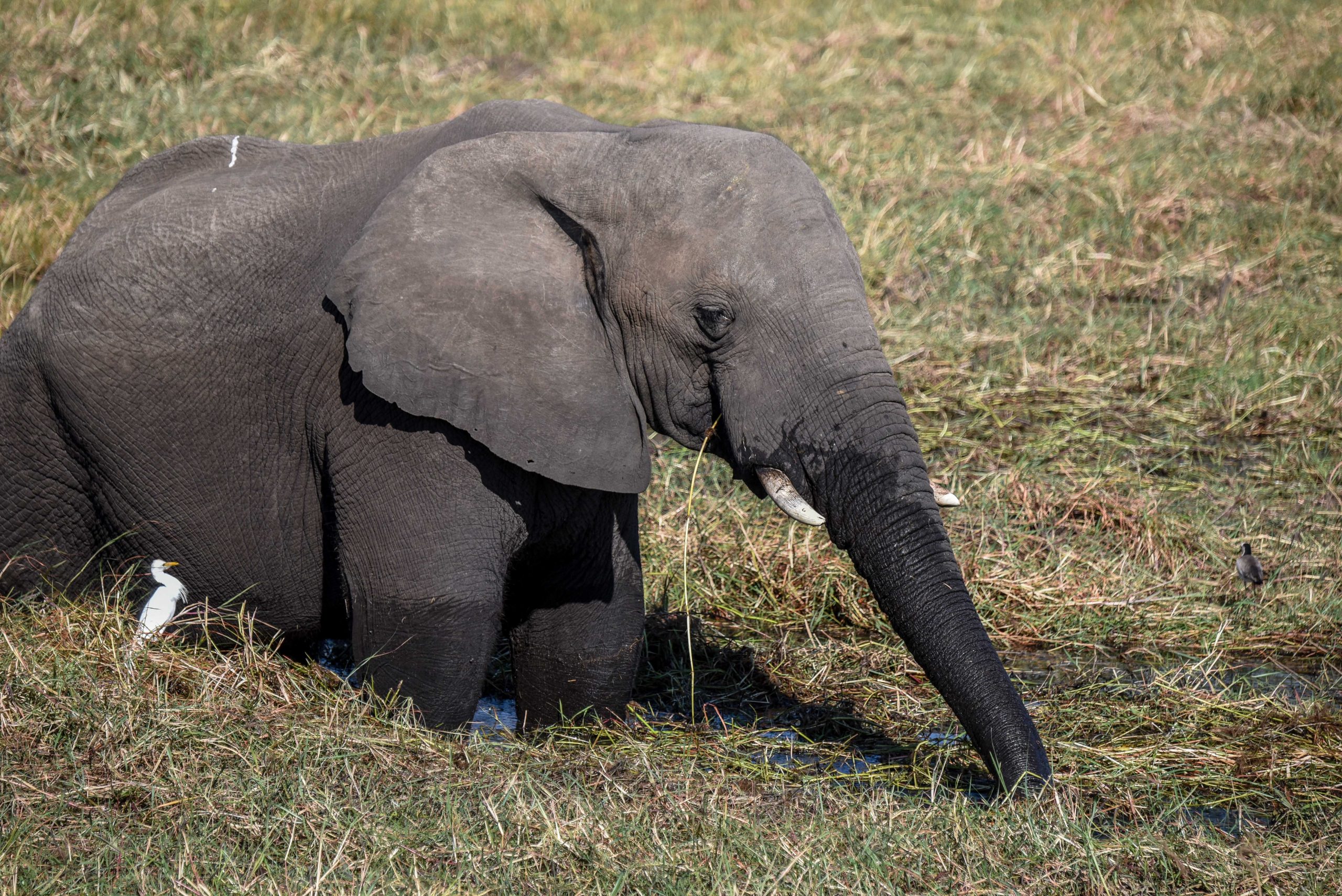 In Botswana am Chobe River