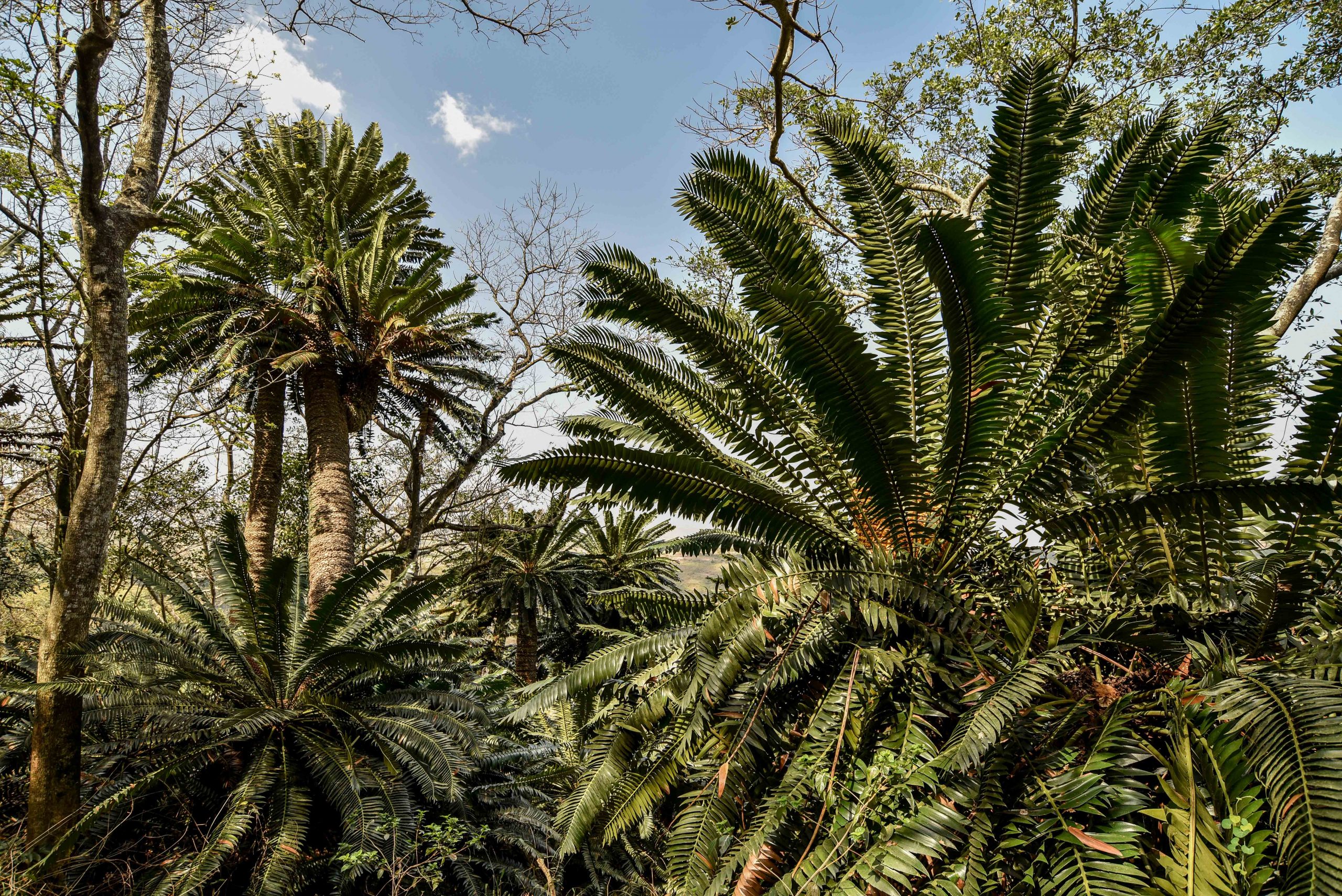 Limpopo