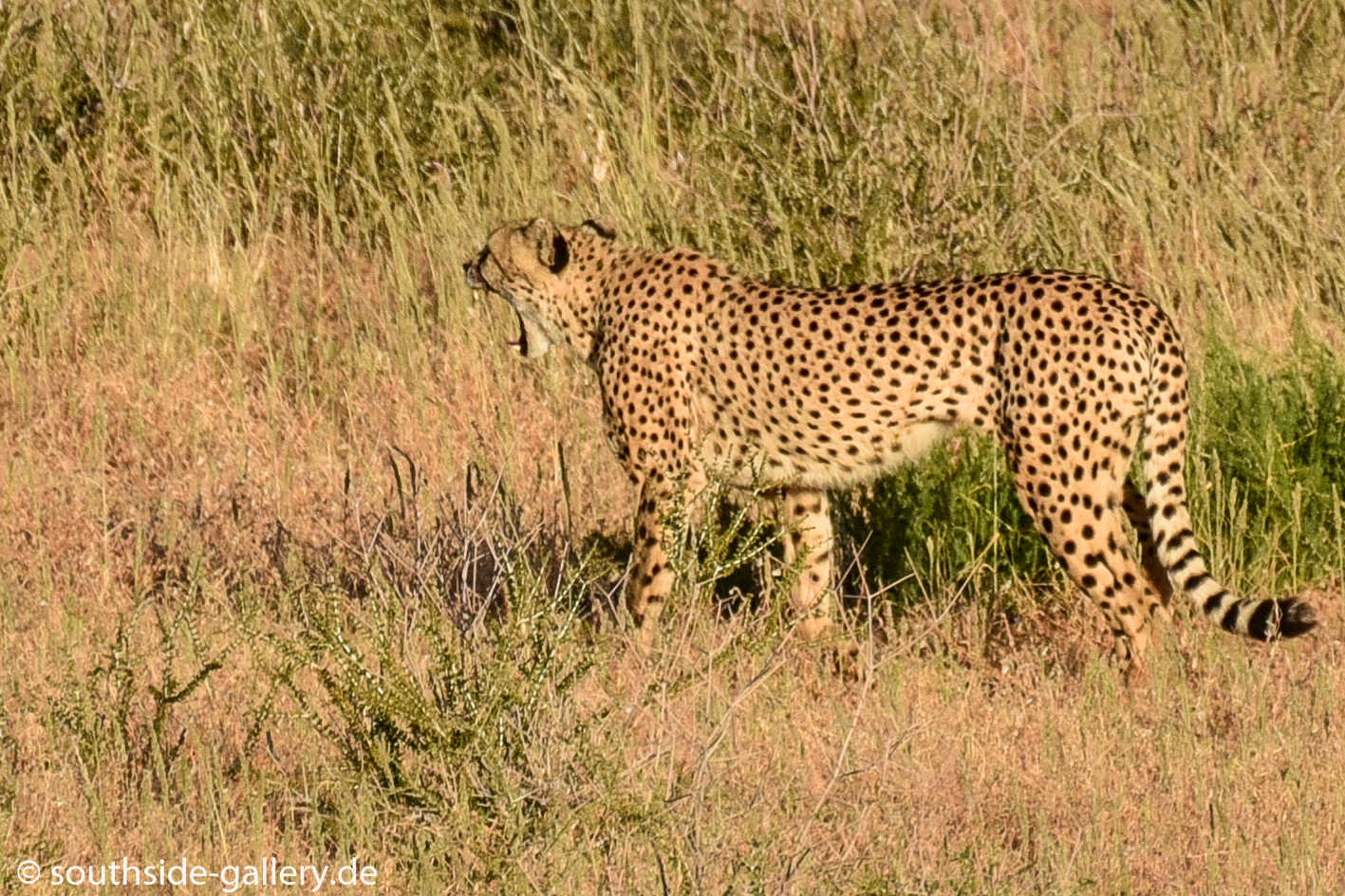 Khalagadi Transfrontier Park